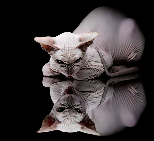 开云官网-伦纳德狂暴之夜，黄蜂战术铁幕如何窒息步行者